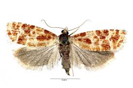 Attēlu rezultāti vaicājumam “Rhyacionia pinicolana”