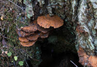 Attēlu rezultāti vaicājumam “Inonotus leporinus”