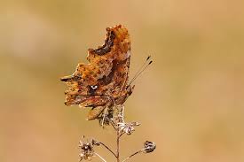 Attēlu rezultāti vaicājumam “Polygonia c-album underside”
