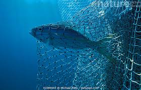 Image result for Caranx bartholomaei