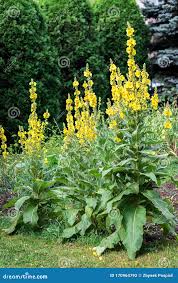 Image result for Verbascum densiflorum