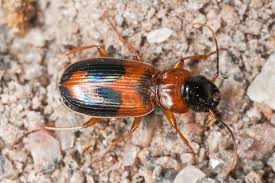 Attēlu rezultāti vaicājumam “Badister bullatus”