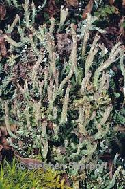 Attēlu rezultāti vaicājumam “Cladonia ochrochlora”