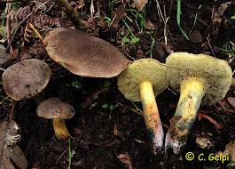 Attēlu rezultāti vaicājumam “Xerocomus pruinatus”