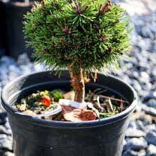 Attēlu rezultāti vaicājumam “Pinus mugo”