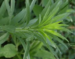 Attēlu rezultāti vaicājumam “Erigeron canadensis”