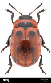 Attēlu rezultāti vaicājumam “Gonioctena viminalis”