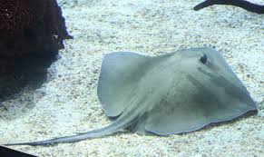 Image result for Hypanus americanus