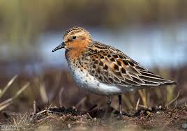 Image result for Calidris ruficollis