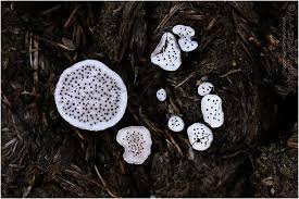 Attēlu rezultāti vaicājumam “Poronia punctata”