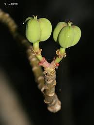 Attēlu rezultāti vaicājumam “Euphorbia palustris fruit”