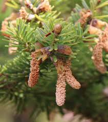 Attēlu rezultāti vaicājumam “Abies veitchii”