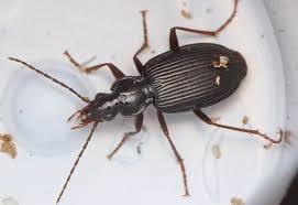 Attēlu rezultāti vaicājumam “Limodromus assimilis”