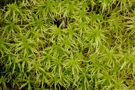 Attēlu rezultāti vaicājumam “Sphagnum fimbriatum”