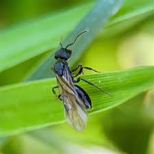 Attēlu rezultāti vaicājumam “Formicidae”