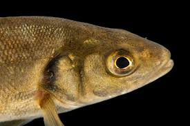 Image result for Dicentrarchus labrax