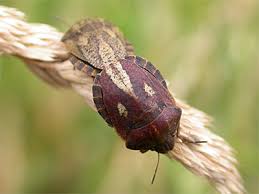 Attēlu rezultāti vaicājumam “Eurygaster testudinaria nymph”