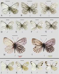 Attēlu rezultāti vaicājumam “Pieris napi underside”