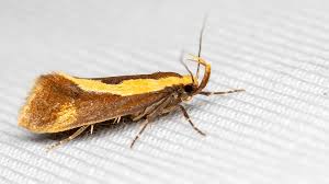 Attēlu rezultāti vaicājumam “Oecophoridae”