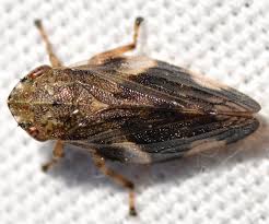 Attēlu rezultāti vaicājumam “Aphrophoridae imago”