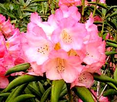Attēlu rezultāti vaicājumam “Rhododendron canadense flower”