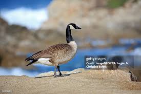 Attēlu rezultāti vaicājumam “Branta canadensis adult”