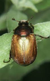 Attēlu rezultāti vaicājumam “Phyllopertha horticola imago”