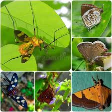 Attēlu rezultāti vaicājumam “Insecta”