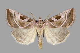 Attēlu rezultāti vaicājumam “Eucarta virgo”