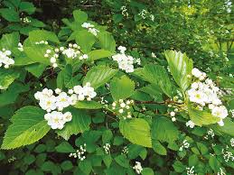 Attēlu rezultāti vaicājumam “Crataegus macracantha”