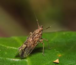 Attēlu rezultāti vaicājumam “Delphacidae”