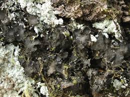 Attēlu rezultāti vaicājumam “Leptogium saturninum”