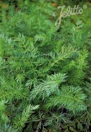 Attēlu rezultāti vaicājumam “Carum carvi leaf”