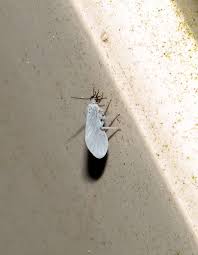 Attēlu rezultāti vaicājumam “Alloeotomus sp.”