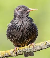 Attēlu rezultāti vaicājumam “Sturnus vulgaris male”