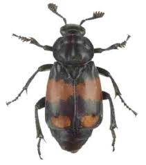 Attēlu rezultāti vaicājumam “Nicrophorus vespilloides”