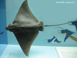 Image result for Aetobatus narinari