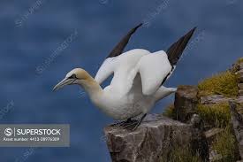 Image result for Morus bassanus