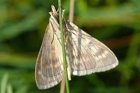 Attēlu rezultāti vaicājumam “Mecyna flavalis”