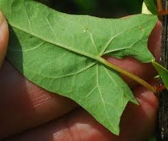 Attēlu rezultāti vaicājumam “Calystegia sepium leaf”