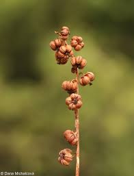Attēlu rezultāti vaicājumam “Pyrola minor fruit”