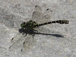 Attēlu rezultāti vaicājumam “Onychogomphus forcipatus”