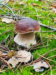 Attēlu rezultāti vaicājumam “Hymenoscyphus fructigenus var. coryli”