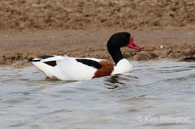Attēlu rezultāti vaicājumam “Tadorna tadorna”