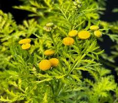 Image result for Tanacetum vulgare