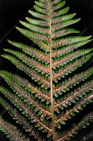 Attēlu rezultāti vaicājumam “Dryopteris”