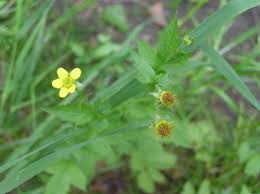 Image result for Geum urbanum