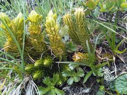 Attēlu rezultāti vaicājumam “Huperzia selago”