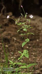 Attēlu rezultāti vaicājumam “Epilobium montanum flower”
