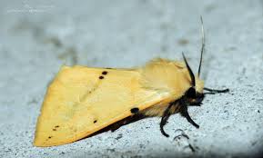 Attēlu rezultāti vaicājumam “Spilosoma lutea imago”